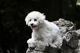 BICHON FRISE 509